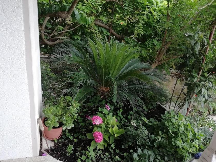 Apartmani Miki Podgora Exterior foto